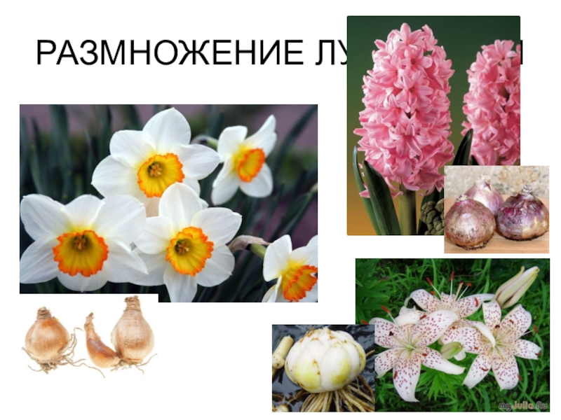 Какие цветы размножаются луковицами фото и названия