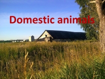 Презентация по английскому языку Domestic animals