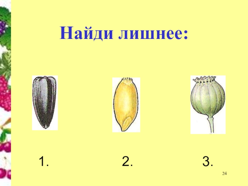 Определите по картинке тип плода