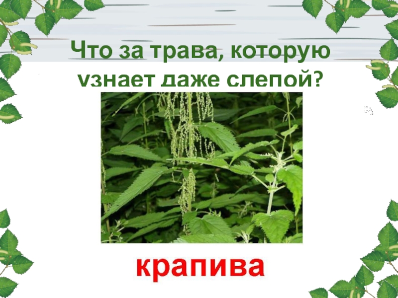 Определить даже. Трава которую и Слепые узнают. Трава которую знают и Слепые. Что за трава которую даже Слепые знают. Какую траву узнают даже Слепые.