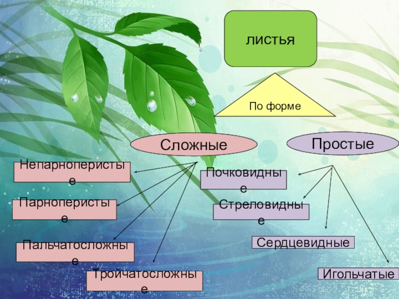 Проект по биологии на тему лист 6 класс