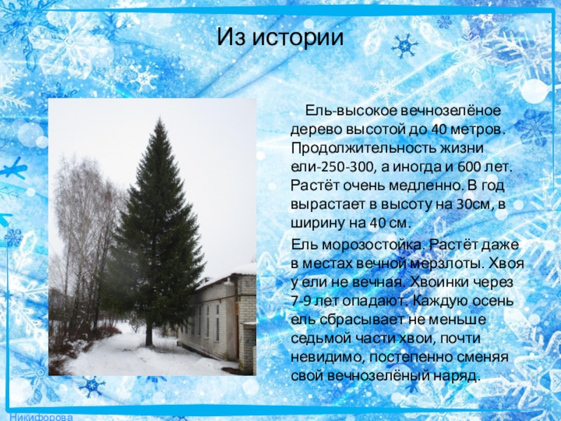 Годы жизни ели. Ель Продолжительность жизни 250-300 лет, иногда. Ель продолжительной жизни. Стих про голубую ель. Продолжение жизни ели.