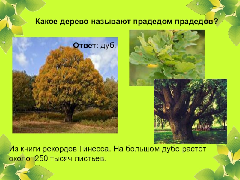 Ответ дуб. Дерево прадед прадедов. Какое дерево называют прадедом прадедов. Прадед прадедов какое дерево. Какое дерево в народе называют прадед прадедов.