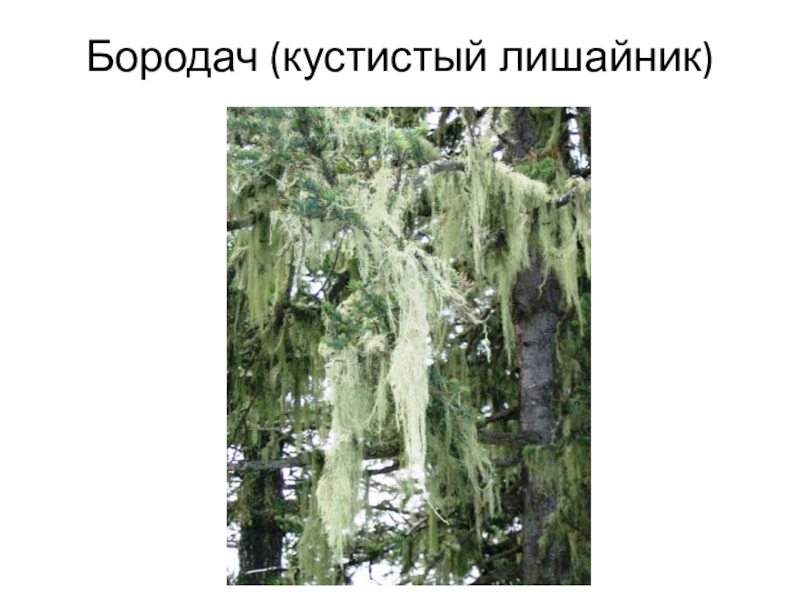 Лишайник бородач рисунок