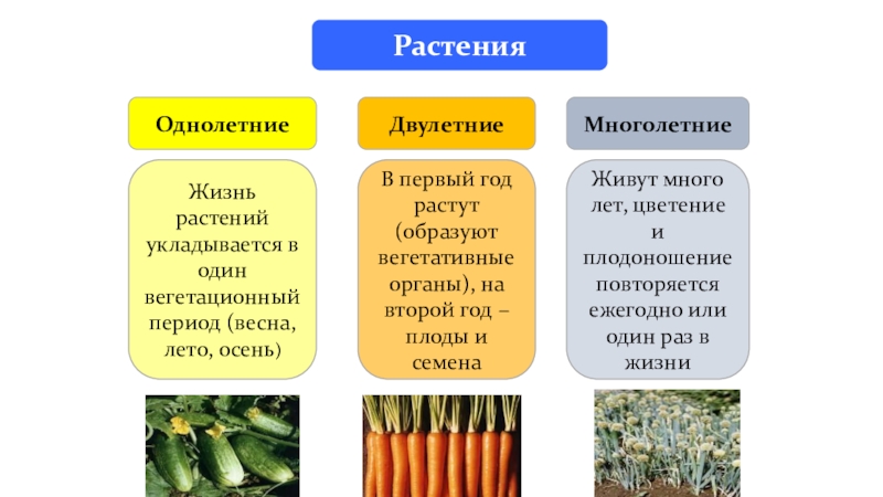 Рассмотрите рисунок 81 и объясните какие растения называют однолетними двулетними и многолетними