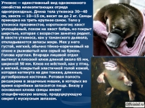 Презентация открытого урока по биологии