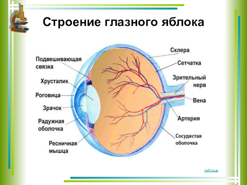 Структура глазного яблока регулирующей