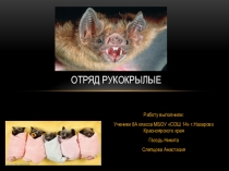Видеопрезентация по теме Класс Млекопитающие. Отряд Рукокрылые.
