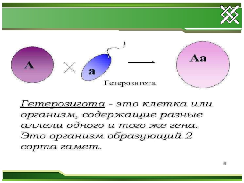 Гетерозигота. . Понятие гетерозигота.. Гетерозиготные гены. Гетерозигота и гетерозигота. Гетерозигота пример.