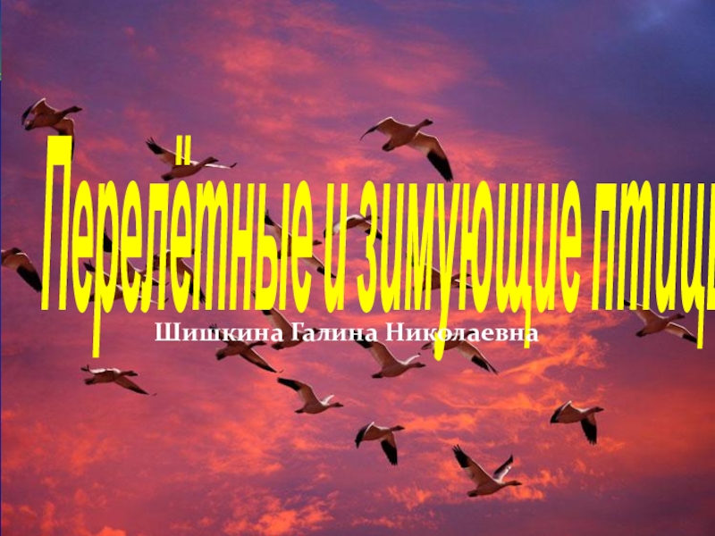 Сценарий день птиц в подготовительной группе