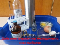 Действие фермента пепсина на белки в желудке