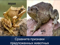 Презентация по биологии на тему Определение организмов по дихотомическим ключам