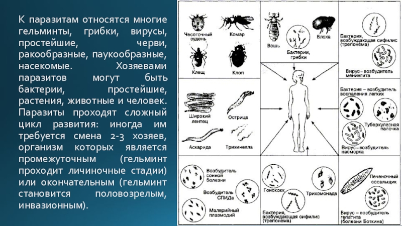 Чем внутренние паразиты отличаются от внутренних паразитов. Паразиты человека микробы вирусы бактерии. Простейшие паразиты. Вирусы являются паразитами. Бактерии вирусы простейшие.