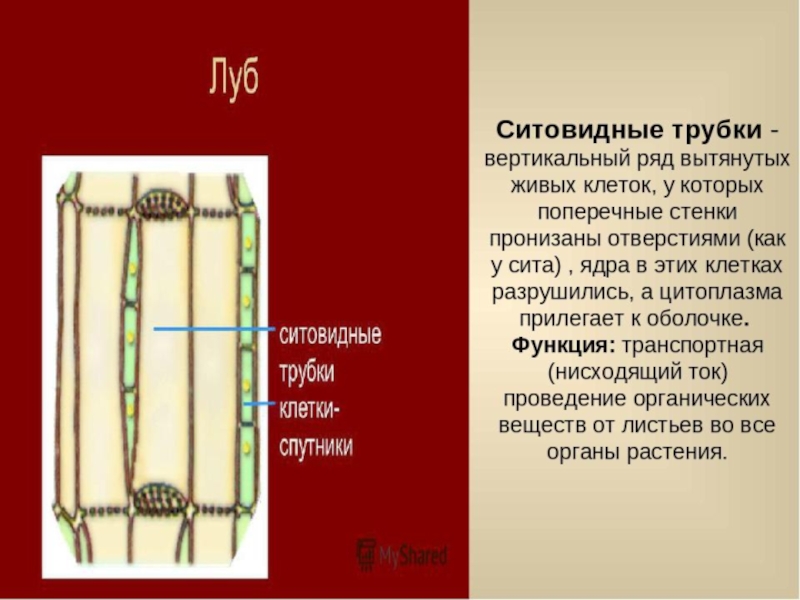 Луб функции. Ситовидные трубки функции. Функция ситовидных трубок у растений. Ситовидные трубки это в биологии 6 класс. Ситовидные трубки растений.