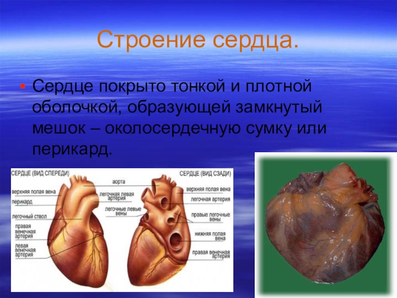 Строение сердца человека анатомия презентация