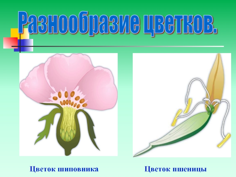 Рисунок шиповника биология