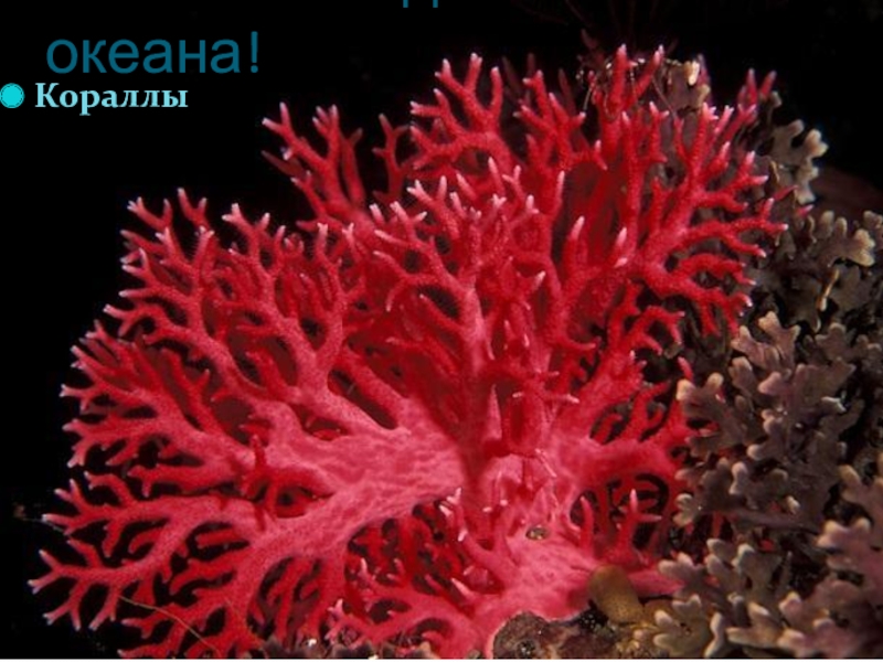 Растения Индийского океана! Кораллы