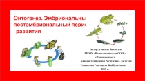 Презентация Онтогенез. Эмбриональный и постэмбриональный период развития