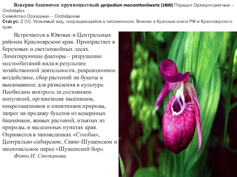 Венерин башмачок крупноцветный ypripedium macranthonSwartz (1800) Порядок Орхидноцветные – Orchidales Семейство Орхидные – Orchidaceae Статус: 2 (V). Уязвимый