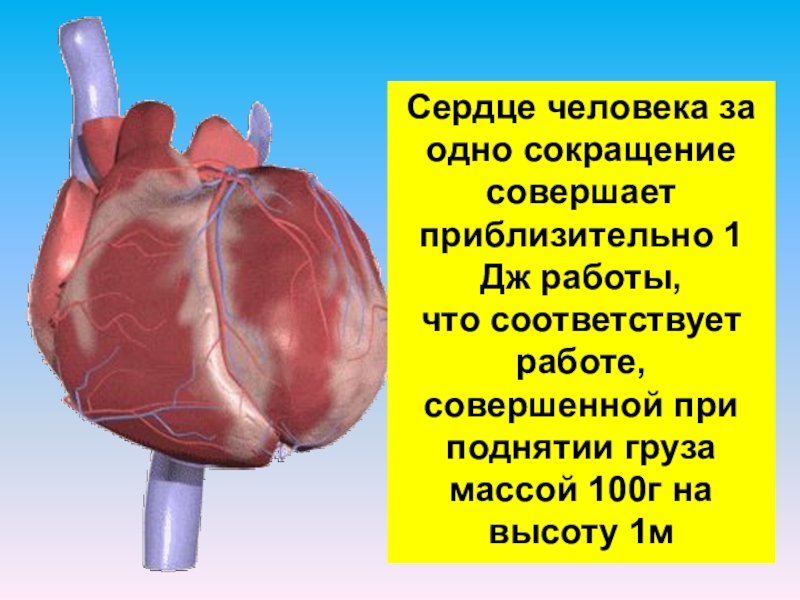 Работа сердца человека. Сердце человека сокращается. Сокращение сердца человека. Размер человеческого сердца.