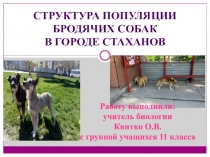 Презентация по биологии Структура популяции бродячих собак в г. Стаханов
