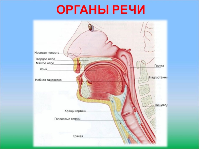 Органы речи картинка для детей