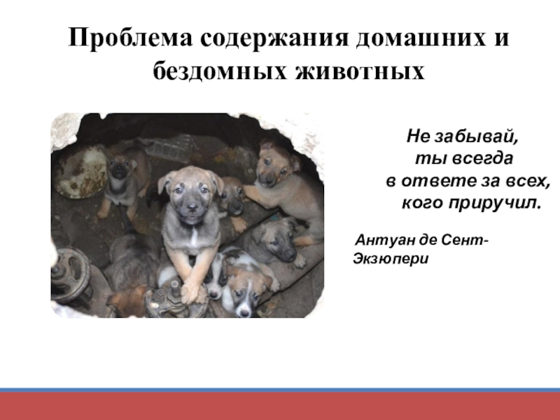 Презентация Презентация проекта: Проблема содержания домашних и бездомных животных