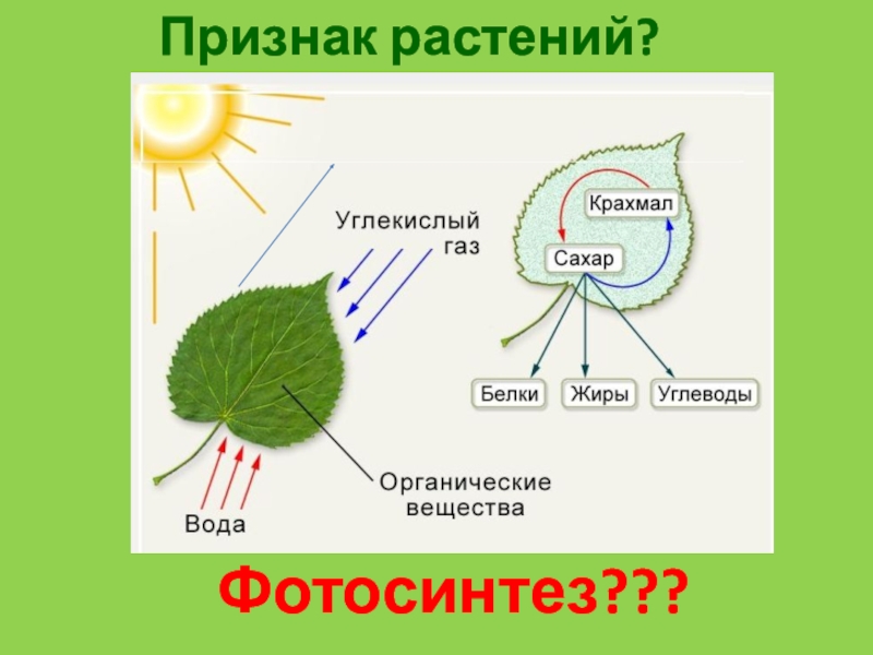 Кислород углекислый газ вода солнечный свет. Схема отражающая процесс фотосинтеза. Простая схема фотосинтеза. Схема условия фотосинтеза. Схема фотосинтеза белка.