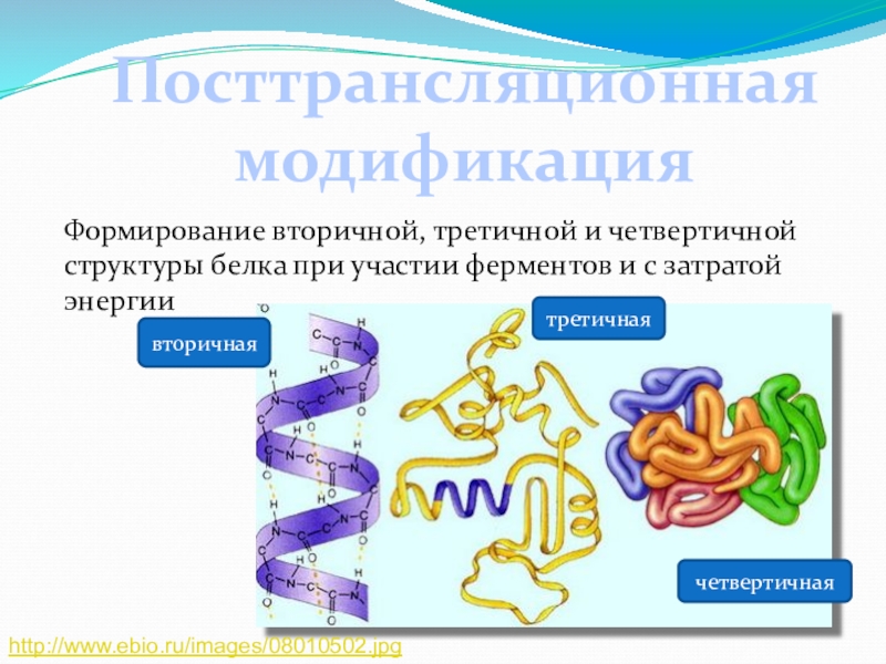 Вторичный белок примеры. Вторичная и четвертичная структура белка. Четвертичная структура белка биохимия. Структура белков первичная вторичная третичная четвертичная. Структуры белка первичная вторичная третичная четвертичная.