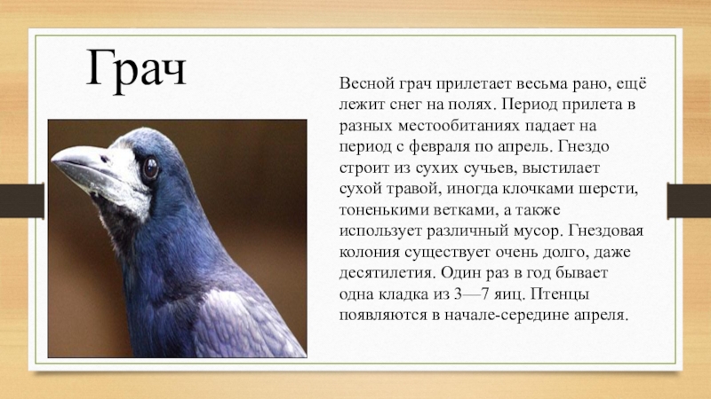 Грачи краткое описание. Описание Грача 2 класс. Описание Грача 4 класс. Описание Грача 3 класс. Сообщение о Граче.