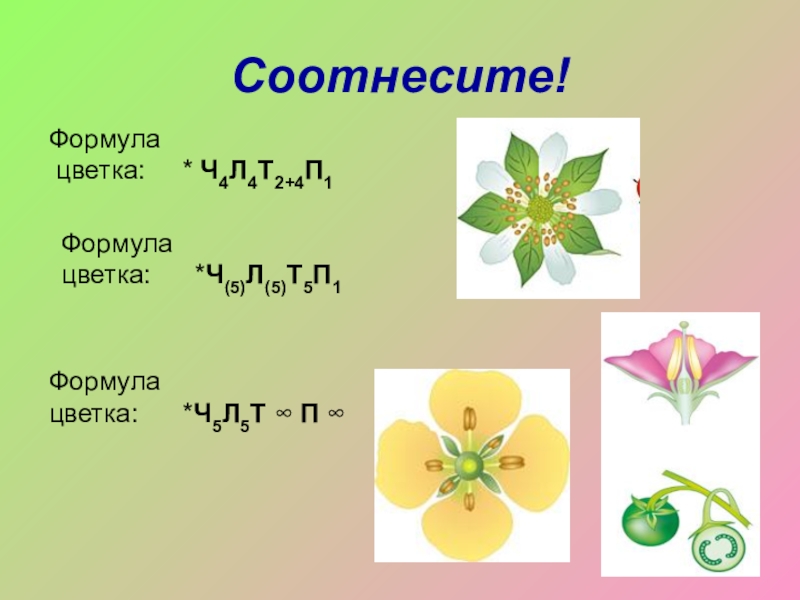 Тест по теме семейства. Формула цветка *ч5л5тбеконечностьп1. Формула цветка 5 класс биология. Формула цветка *4(5)л(5)т5п1. Формула цветка ч5л5т5п1 характерна для растений семейства.