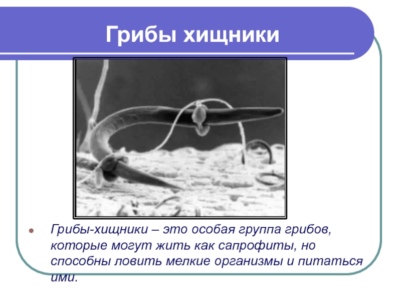 Грибы хищники. Хищные грибы питающиеся нематодами. Грибы хищники 5 класс биология. Доклад на тему Хищные грибы. Грибы хищники презентация.