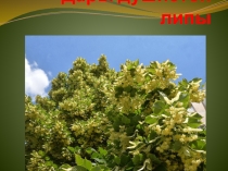 Презентация к конспекту Мини-музей Дары душистой липы
