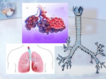 Презентация по биологии на тему Первая помощь при повреждении органов дыхания
