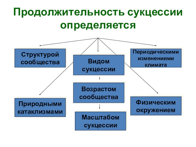 Сукцессия биология 9 класс презентация