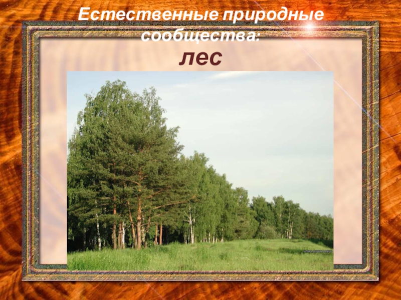 Презентация многообразие природных сообществ 6 класс