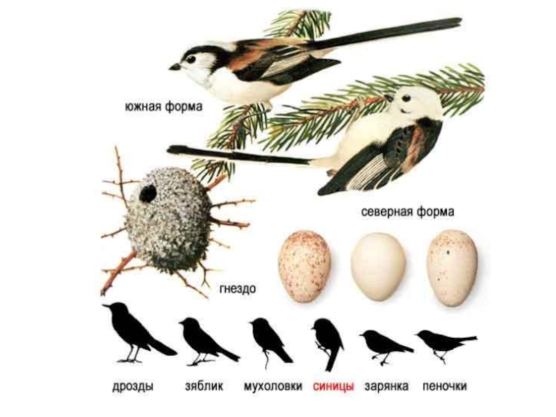 Яйца маленьких птиц картинки с названиями