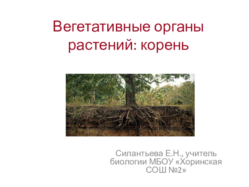 Вегетативные органы растений: корень Силантьева Е.Н., учитель биологии МБОУ «Хоринская СОШ №2»