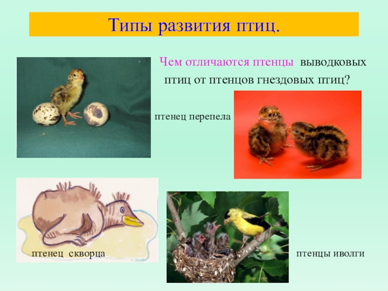 Размножение и развитие птиц 7 класс