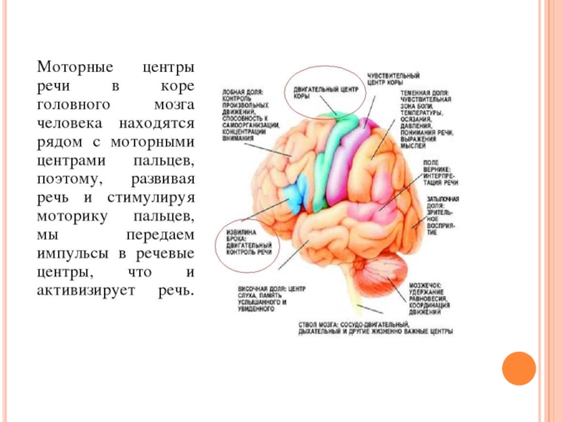 Зона отвечающая за речь. Центры моторики движения в коре головного мозга. Мелкая моторика и речь взаимосвязь. Мелкая моторика и мозг. Мелкая моторика зона мозга.