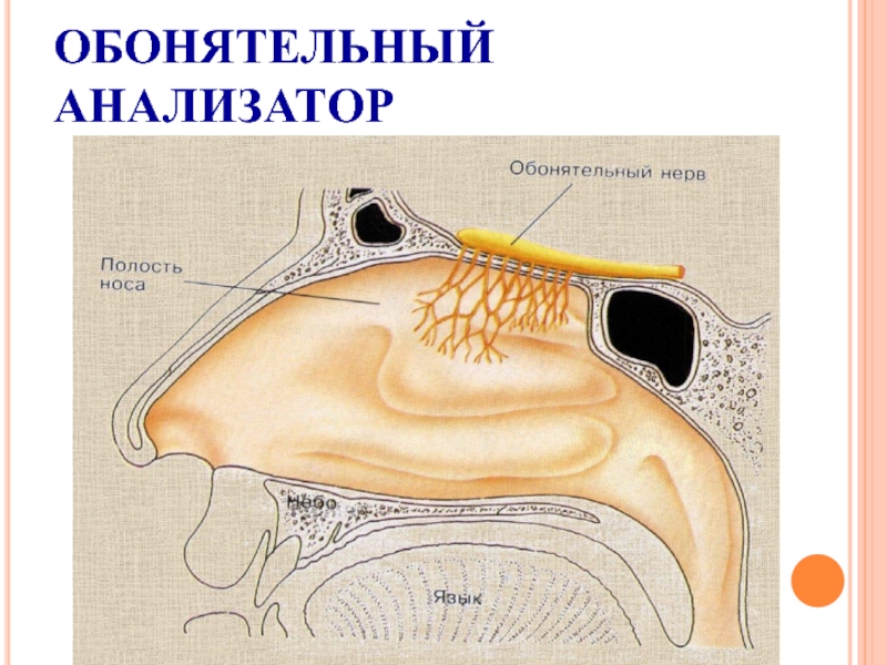 Физиология обоняния презентация