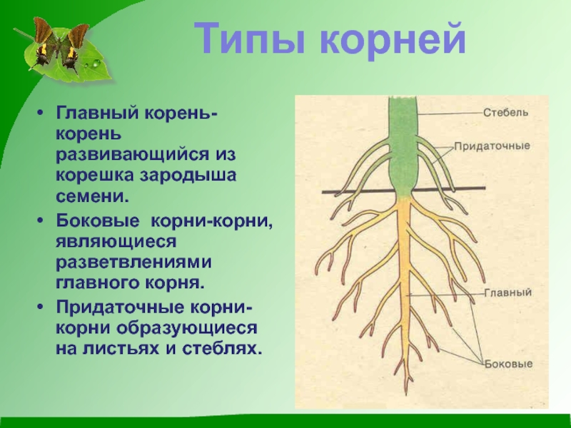 В корневой системе отсутствуют придаточные корни. Главный корень боковой корень придаточный корень. Корень это биология. Главный корень и боковые корни. Корневище боковые корни.