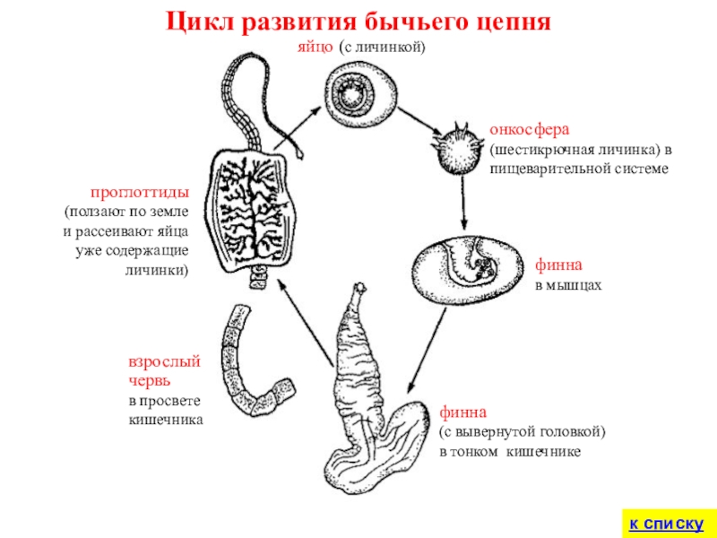 финнав мышцахяйцо (с личинкой)онкосфера (шестикрючная личинка) в пищеварительной системе финна (с вывернутой головкой)в тонком кишечникепроглоттиды (ползают по