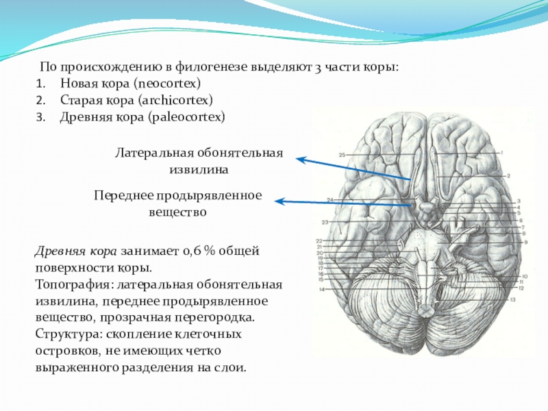 Кору и полушария в головном мозге имеют