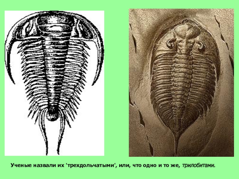 На рисунке изображен трилобит вымершее около 270 млн