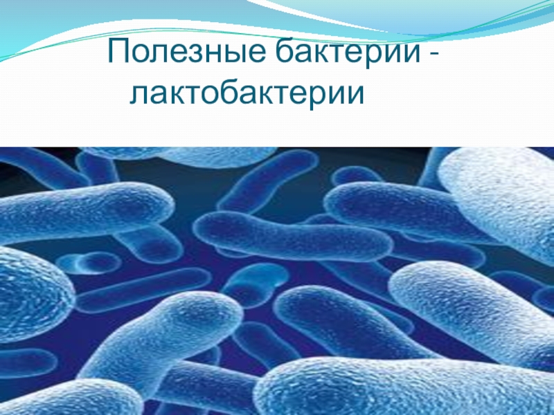 Полезные бактерии. Полезные микробы. Полезные бактерии для человека. Полезные бактерии лактобактерии.