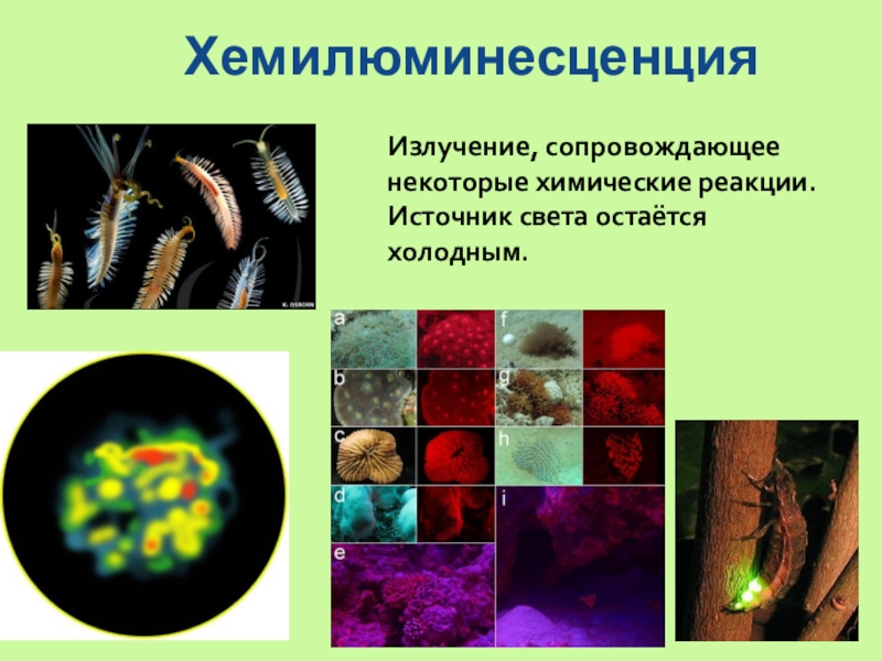 Хемилюминесценция презентация по физике