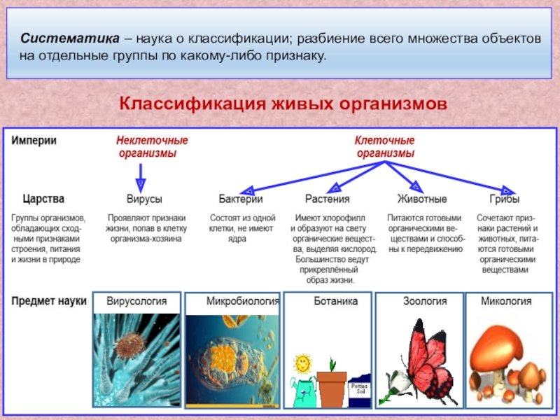 Биология 11 класс презентация