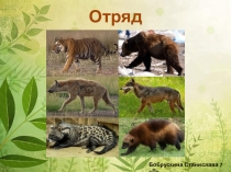 Презентация по биологии на тему: Отряд Хищные. Общая характеристика (7 класс)