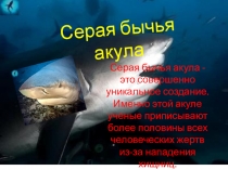 Презентация Серая бычья акула